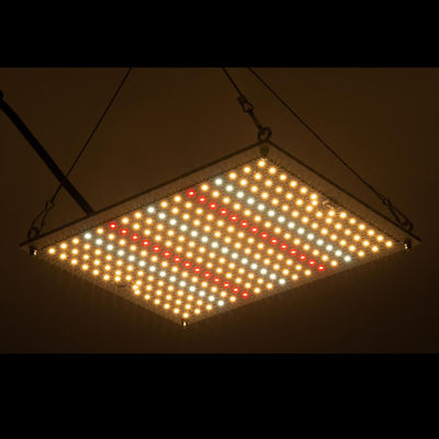 RikoLite 100W 277vac Hydroponika Led Grow Lights Tablica kwantowa 167,3umol / S